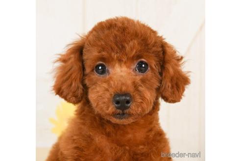 成約済の千葉県のトイプードル-241493の1枚目