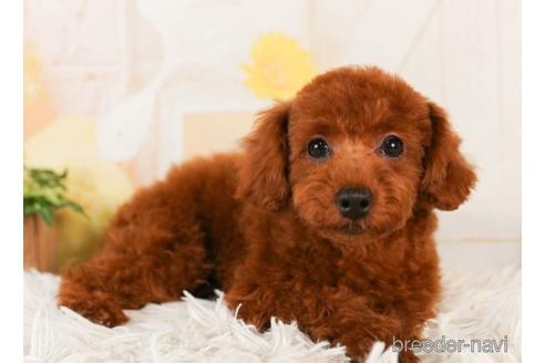 成約済の千葉県のトイプードル-241493の4枚目