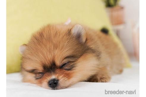 成約済の神奈川県のポメラニアン-241496の2枚目