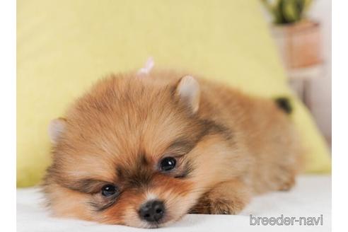 成約済の神奈川県のポメラニアン-241496の4枚目