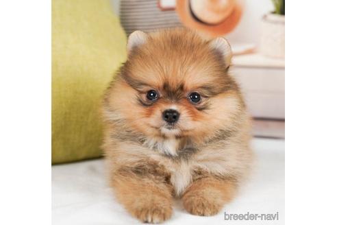 成約済の神奈川県のポメラニアン-241496の5枚目