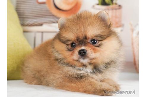 成約済の神奈川県のポメラニアン-241496の3枚目