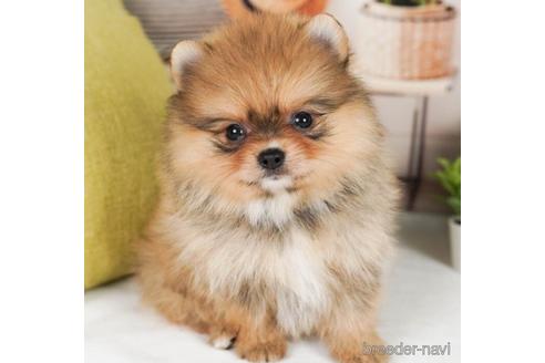 成約済の神奈川県のポメラニアン-241496の1枚目