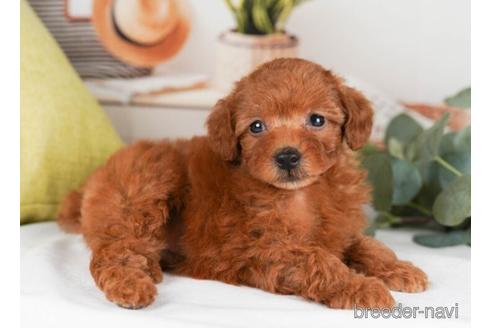 成約済の神奈川県のトイプードル-241499の2枚目