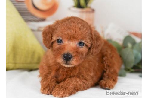 成約済の神奈川県のトイプードル-241499の4枚目