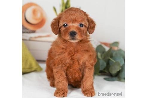 成約済の神奈川県のトイプードル-241499の3枚目