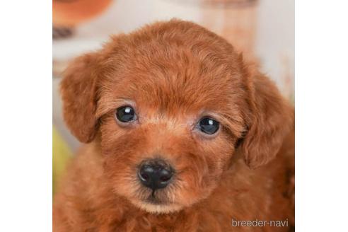 成約済の神奈川県のトイプードル-241499の1枚目