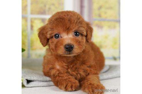 成約済の神奈川県のトイプードル-241502の2枚目