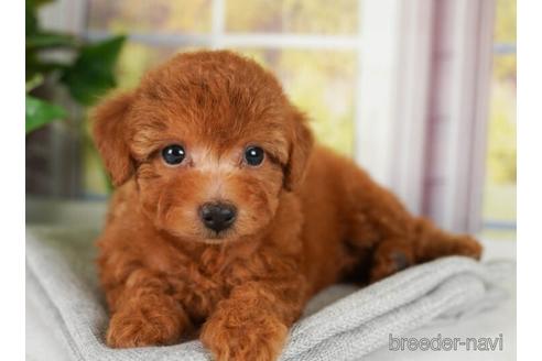 成約済の神奈川県のトイプードル-241502の3枚目