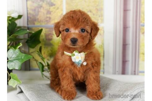 成約済の神奈川県のトイプードル-241502の4枚目