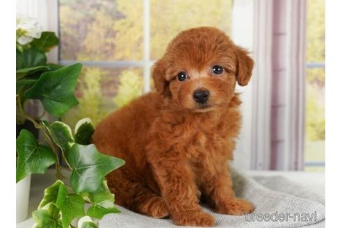 成約済の神奈川県のトイプードル-241502の5枚目