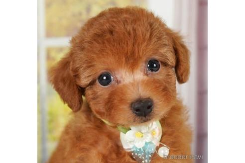 成約済の神奈川県のトイプードル-241502の1枚目