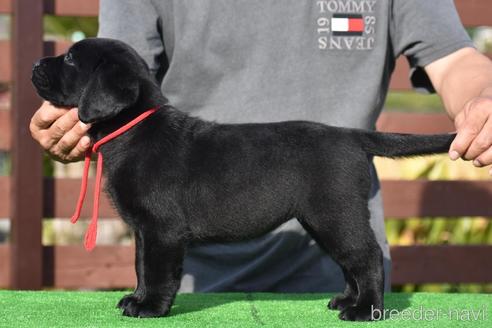 成約済の三重県のラブラドールレトリーバー-241505の8枚目