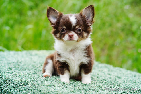 成約済の京都府のチワワ(ロングコート)-241516の5枚目