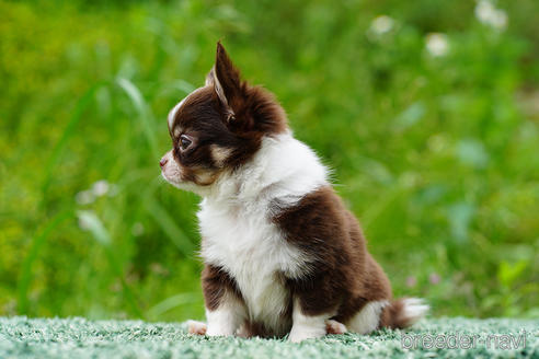 成約済の京都府のチワワ(ロングコート)-241516の4枚目