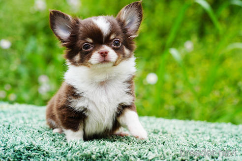 成約済の京都府のチワワ(ロングコート)-241516の3枚目