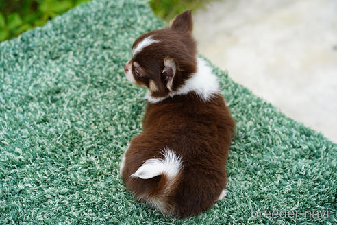 成約済の京都府のチワワ(ロングコート)-241516の2枚目