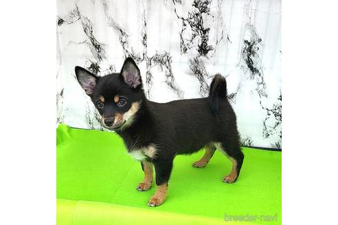 成約済の茨城県のミックス犬-237823の10枚目