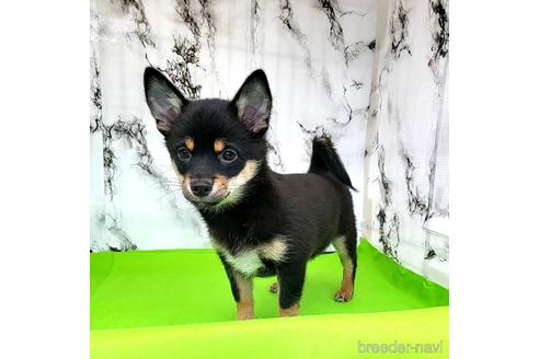 成約済の茨城県のミックス犬-237823の9枚目