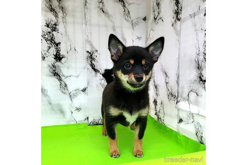 成約済の茨城県のミックス犬-237823の8枚目