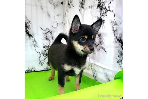 成約済の茨城県のミックス犬-237823の7枚目