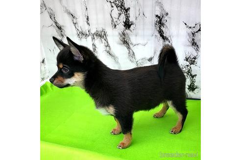 成約済の茨城県のミックス犬-237823の6枚目