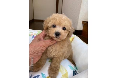 成約済の大阪府のタイニープードル-241545の1枚目