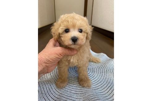 成約済の大阪府のタイニープードル-241545の5枚目