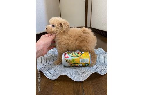 成約済の大阪府のタイニープードル-241545の2枚目