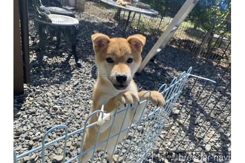 成約済の岡山県の柴犬-225602の3枚目