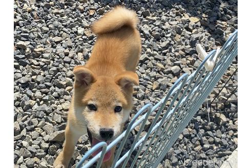 成約済の岡山県の柴犬-225602の1枚目