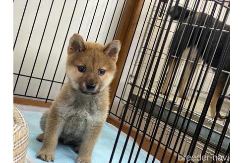 成約済の岡山県の柴犬-239387の1枚目