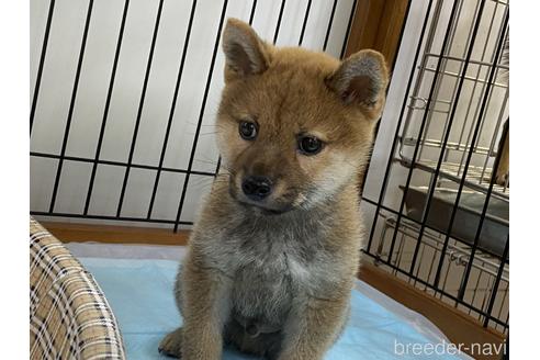 成約済の岡山県の柴犬-239387の5枚目