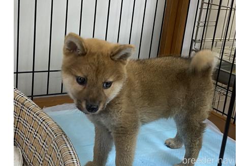 成約済の岡山県の柴犬-239387の4枚目