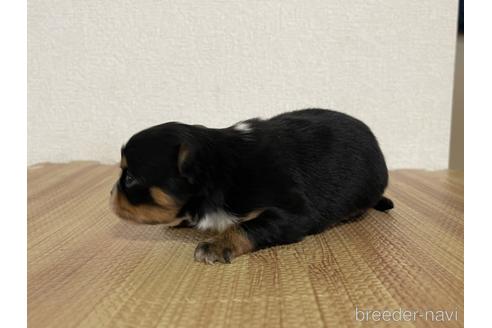 商談中の千葉県のチワワ(ロングコート)-241574の5枚目
