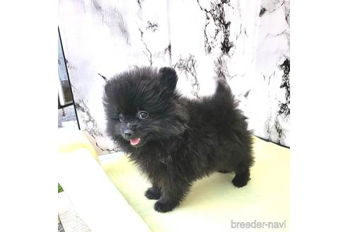 成約済の茨城県のポメラニアン-239646の25枚目