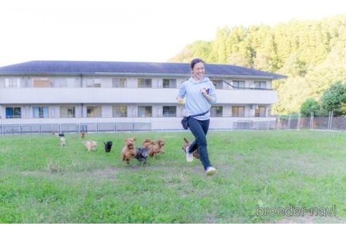 成約済の千葉県のトイプードル-241606の5枚目