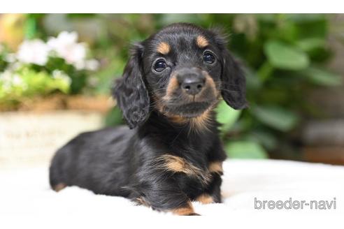 ミニチュアダックスフンドの子犬を探す（152ページ目