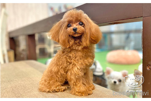 成約済の愛知県のティーカッププードル-190034