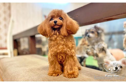 成約済の愛知県のティーカッププードル-190034の2枚目