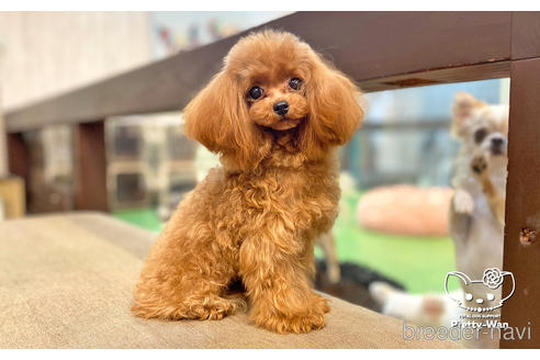 成約済の愛知県のティーカッププードル-190034の3枚目