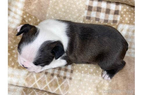 成約済の香川県のボストンテリア-241696の5枚目