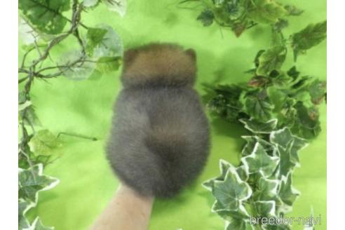 成約済の神奈川県のポメラニアン-241715の2枚目