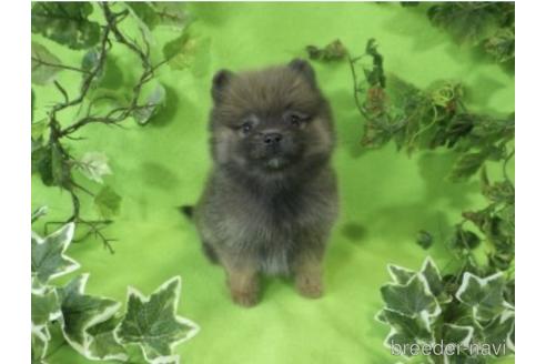 成約済の神奈川県のポメラニアン-241715の5枚目