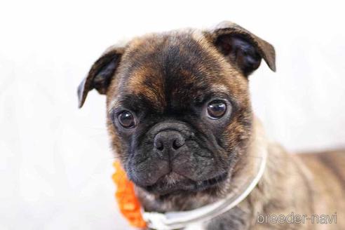 成約済の京都府のミックス犬-241773の1枚目