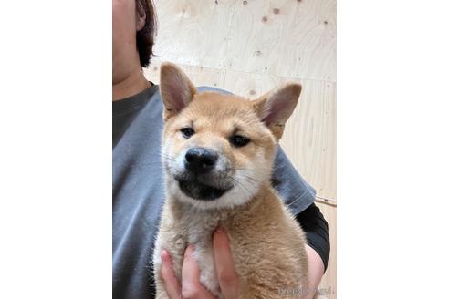 成約済の長野県の柴犬-241808の1枚目