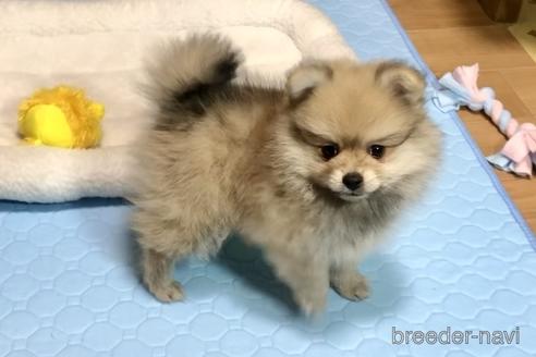 成約済の千葉県のミックス犬-239938の4枚目