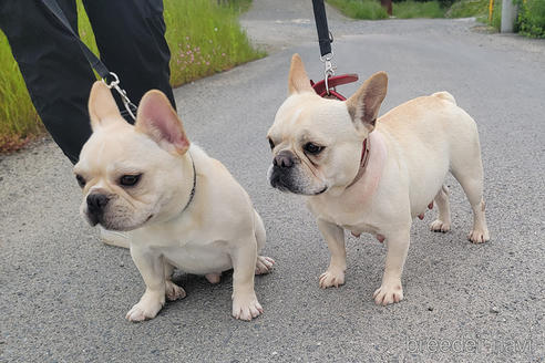 成約済の京都府のフレンチブルドッグ-241721の8枚目