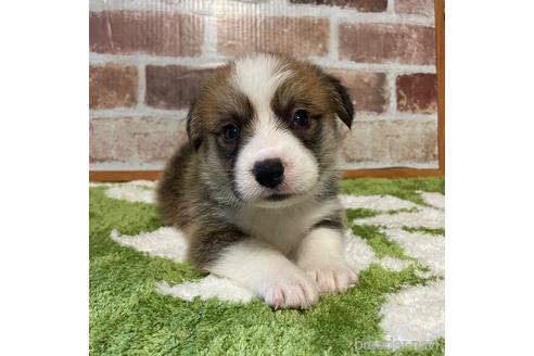 販売中の香川県のウェルシュコーギーペンブローク-240546