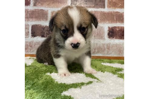 販売中の香川県のウェルシュコーギーペンブローク-240548